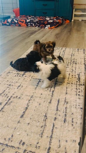 My coworkers today are very aggressive 😆🥹🐾 | Havanese Acres