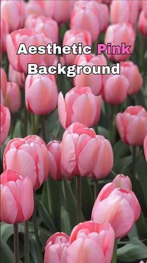 Aesthetic Pink Background #flowers #vibrantvoid #calm #screensaver #wallpaper #beautiful #shorts