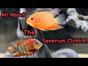 Why You Should Get a Severum Cichlid! Care Guide and Species Profile