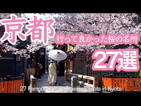 The recommended spots for Kyoto cherry blossoms are 27 popular and hidden spots visited in 2022🌸