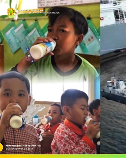 #SobatTernak, Sapi perah hasil program investasi pemerintah tiba di Indonesia dari negara pilihan, lalu didistribusikan ke peternak lokal untuk dibesarkan dan diperah dengan penuh dedikasi. Dari tangan peternak inilah lahir susu segar berkualitas tinggi yang kini dinikmati anak-anak Indonesia setiap hari. Langkah nyata menuju kemandirian pangan dan gizi bangsa karena setiap tetes susu adalah hasil kerja keras peternak Indonesia! #DitjenPKH #KementanRI #JayalahPeternakanIndonesia #PeternakanKitaP