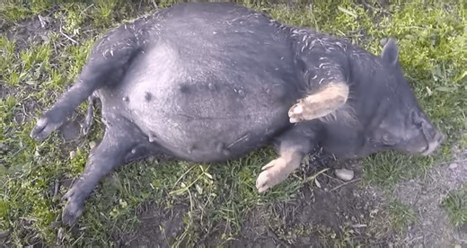 Pig Gets Rip-Roaring Drunk On Fermented Corn, Rolls Down A Hill On Kentucky Farm | Whiskey Riff