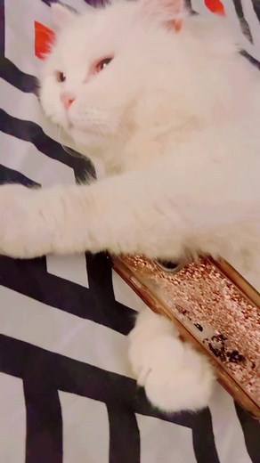 Snowbell and Caramel ♥️ on TikTok