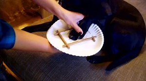 55K views · 1.7K reactions | Make a picture say MORE with the Pawprint Frame Kit. In a few easy steps, you'll have a cherished, priceless memory of your pet that you can display anywhere! **Save 10%! Use Promo Code FAN at checkout!** Get Yours Here ▶ www.coupaw.us/2aNG1Cv | Family Pet by GreaterGood | Facebook