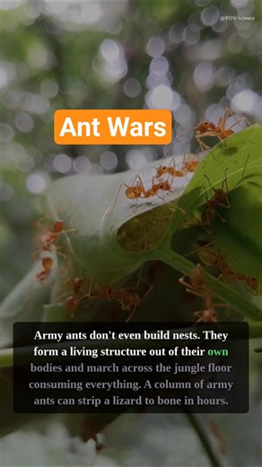 Ants Wage Wars BIGGER Than Any Human Conflict 🐜⚔️ #shorts #animals #science