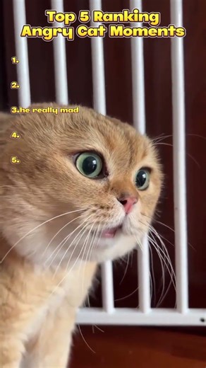 TOP 5 Rangking Angry Cat Moments #funny #cat #cute #rangking