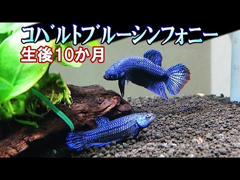 Betta fish mixed aquarium【ＡＬＩＥＮ】10 months old