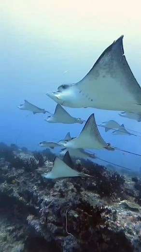 39K views · 706 reactions | Eagle ray 錄 divedahab.com #eagleray #scuba #scubadive #redsea #scubadiving #underwaterworld #redseaegypt #underwaterlife #underwaterphotography | Red Sea Diving | Facebook