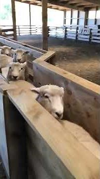 Shearwell Data - SDL150 EID Race Reader for sheep