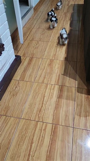 Adorable Brown Shih Tzu Puppy Moments