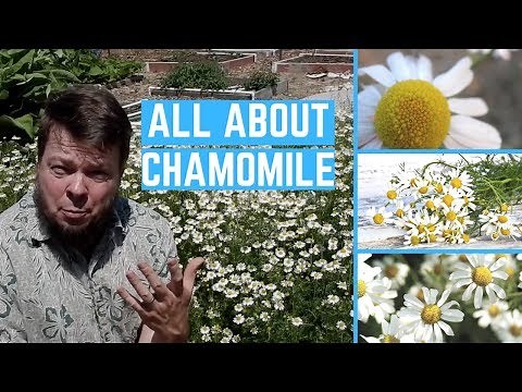Medicinal Benefits of Chamomile