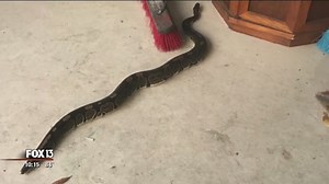 Python slithers onto porch of Tampa home
