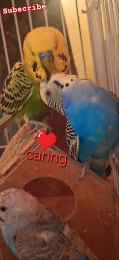 Cute Budgie Love Story | Bajri Tota Ka Pyar 💙💚 | Trending #YouTube Short #ytshorts #birds #shorts
