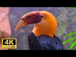 Birds 4K: Amazing Birds and Soothing Bird Sounds/ Soothing meditation music