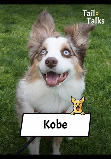 Kobe, 4 Years Old, Australian Shepherd, Kobe lives for a ball and a frisbee. He loves showing off all his athletic abilities anywhere and everywhere. This little cutie will steal your heart and your Indian food. He’s the ultimate fetch partner and the best friend you can find. #aussie #australianshepherd #dogs #dogsoftiktok #streetinterview #dogtok @real.rachel.green