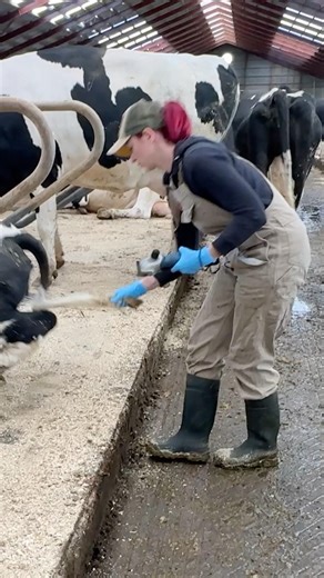 ✂️ Tail Trimming 101: The Secret to Healthy, Thriving Cows by a Farm Girl 🐄