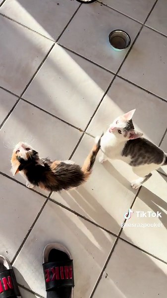 La nouvelle routine des deux chatons 😸