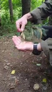 1.3M views · 4.9K reactions | Nows the time to be harvesting pine...