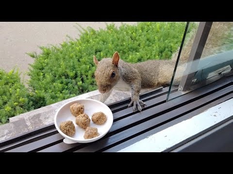 Squirrels' reactions to homemade calcium treats