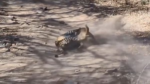 Crazy Leopard Chase Car And Attack Other Animals - Wild Animal Crazy Moment | HLD Documentales
