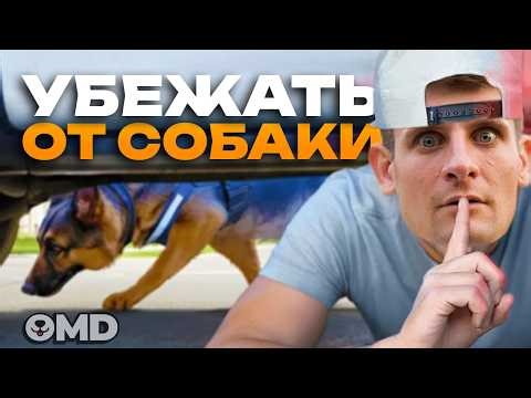 Разбор кинолога: Марк Робер против полицейской собаки. Реально ли сбежать?