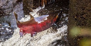 9 places to watch the spectacular salmon run around Vancouver | Events