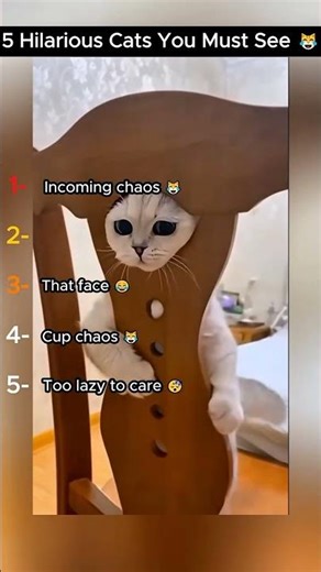 top 5 funny cats 😱😂#chaos #pets