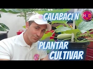 ¿Cómo Plantar Calabacín?Guia Completa Del Cultivo Desde Sembrar Hasta Cosechar.@LAHUERTITADEGUILLE