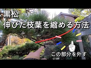 Pruning black pine to remove old needles [winter pruning] How to shorten the branches and leaves ...