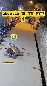 Wild Leopard Surprises Man Walking at Night