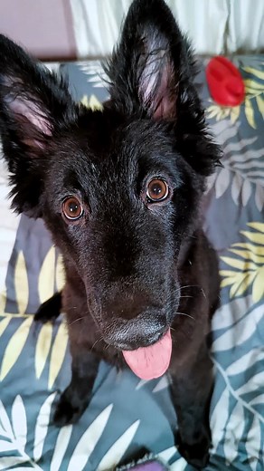 1K views | Black German shepherds are rarely aggressive toward their...