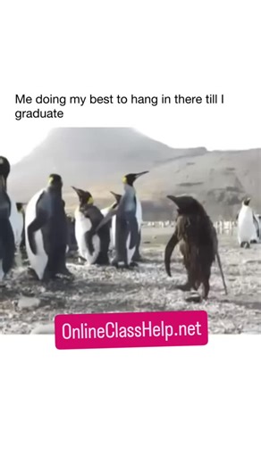 Assignment Help Online| Best Paper Writer on Instagram: "✅ Nursing Capstone Project Assignment Help | OnlineClassHelp.net 🩺📘 Working on your Nursing Capstone Project and feeling stuck? Don’t worry — OnlineClassHelp.net is here to guide you every step of the way! Our Nursing Capstone Project Assignment Help service is designed for nursing students who need professional, evidence-based, and well-researched projects that meet academic and clinical standards. 💡👩‍⚕️ --- 🌟 What We Offer: 1. 🧠 Ca