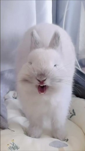 Have you ever heard the sound of a bunny yawning #bunnyday #rabbitt #cute#happy