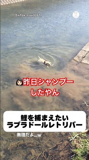 A Labrador Retriever trying to catch a carp #LabradorRetriever #LargeDog #Dog #CuteDog #LifeWithDogs