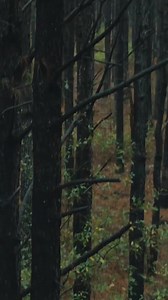 6.8K views · 86 reactions | I love hunting in the south! | Primitive Video | Facebook