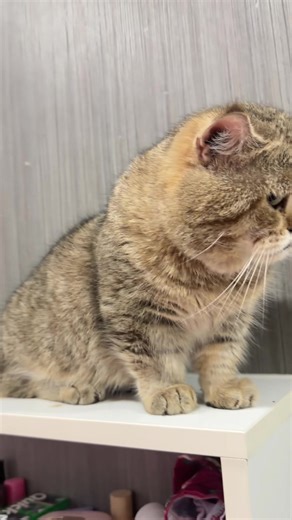 อันนี้ไม่ได้หมายถึงพี่ฟี่นะ #แมว #ฟลัฟฟี่หน้าเดียว #kanimal