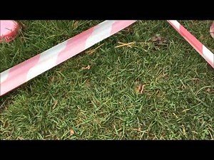 5.6K views · 70 reactions | The children at St Mary's C of E Primary School in Fownhope have ditched their normal lessons for two days of environmental fun with Bugs and Beasties. First up was worm charming!.......... | BBC Hereford & Worcester | Facebook