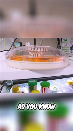 Quail Hatching Easy Care for New Chicks!