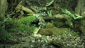 2.8K views · 159 reactions | Blink & you'll miss it! Shrews live life in the fast lane, needing to eat every 2-3 hours to survive. Shrews are insectivorous, but will take advantage of seeds on offer in this mammal feeding station. Shrews only live for about a year and are one of the commonest mammals in the UK. Birdsy is not just for birds! It can monitor any space for wildlife. Take a peek at Birdsy.com #Shrew #Mammal #Wildlife #Nature | Birdsy | Facebook