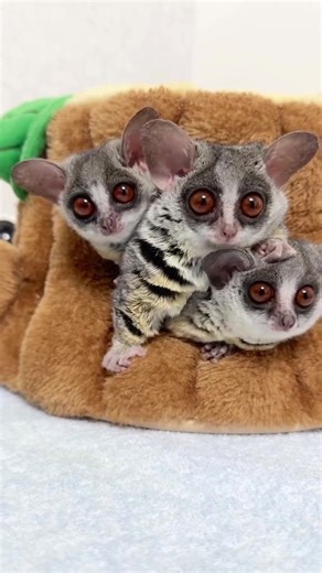 The galago (or the bush baby ) is a small, nocturnal primate native to Africa. They have large eyes for night vision, strong hind legs for jumping, and are known for being very agile in trees. #Galago #FYP #NocturnalPrimate #CuteButWild #AfricanWildlife