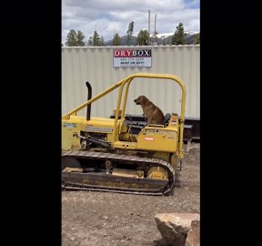 Dog Rides On Small Bulldozer