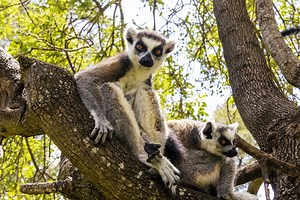 1.3K views · 69 reactions | Taronga: Who's Who in the Zoo is back for season three! Returning tonight, this season will once again delight viewers by taking them behind the scenes and showcasing the ins and outs, highs and lows of operating two of Australia's most iconic zoos! 女憐 Tune in at 7.30pm on or stream it via 9NOW  https://fal.cn/3swLm #forthewild #tarongawhoswhointhezoo | Taronga Western Plains Zoo | Facebook