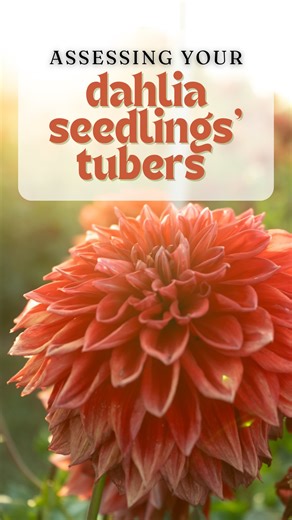 Triple Wren Farms on Instagram: "It’s dahlia digging time for a lot of us in North America! If you’re digging your beautiful new dahlia seedlings, don’t forget to assess their tubers! 🥔 Here are 4 things to consider about your dahlia seedlings’ tubers: •Storage Reliability •Individual Tuber Size •Tuber Productivity •Tuber Vigor To find out more about assessing tubers, including more in depth info about each of these traits, check out our Dahlia Seedling Data Sheet. It’s free! Just commen