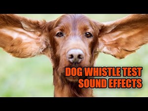 Dog Whistle Test 🔊 Dog Whistle Sound Effect