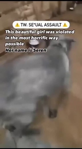 Animal rescue on Instagram: "TW: SE*XUAL ASSAULT This Beautiful Dog Was Heinously Violated By Her Caretaker In Local Animal Shelter... Some cases simply shatter us to our cores. It’s hard to even find the words to tell her story, but Seren’s—short for Serendipity—deserves to be told. Seren was saved from the streets of Egypt and brought to the local shelter, only to face something even more horrific than the unforgiving life of a stray. In the very shelter meant to protect her, a worker took adv