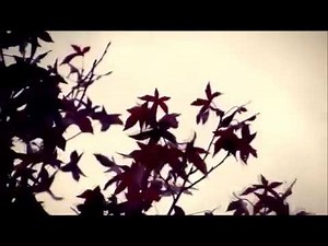 Delibes - Lakmé - Flower Duet instrumental