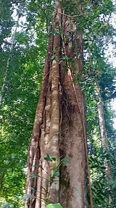 Menyusuri jejak alam di hutan rimba. #ExploreRimba #PetualanganAlam #HutanIndah #RimbaTersembunyi | Susantho Marampoet Jha