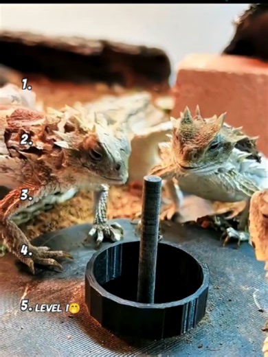 Funniest Lizard Moments Ranked | Top Funny Lizard Clips
