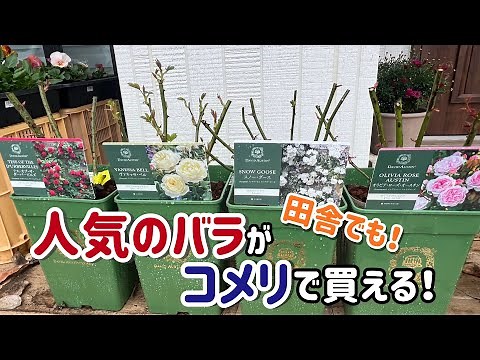 Introducing the five rose seedlings I reserved at Komeri! [Large Komeri Rose Seedlings] [David Au...