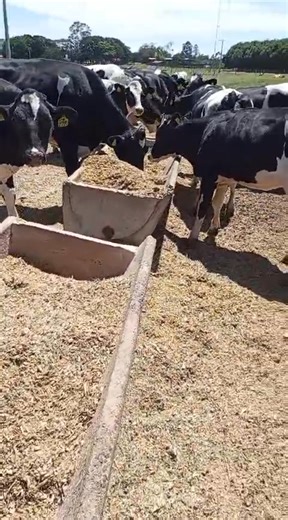 Holstein Cattle: Why They're the Best Dairy Cow Breed. Holstein cattle have long been the gold standard of dairy farming, and for good reason. Their combination of high milk production, fertility, durability, and adaptability makes them the most sought-after breed in the dairy industry. Unmatched Milk Production Holsteins are the undisputed champions of milk production, with an average annual output of 22,000-24,000 pounds (10,000-11,000 kg) per cow. This remarkable productivity is the result of